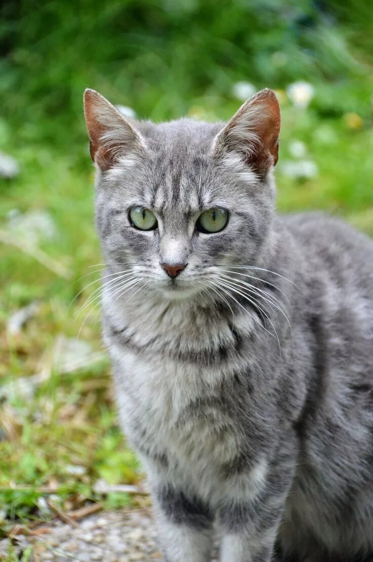 Покажи фото серых котов Really handsome gray cat #handsomecat #graycat #graykitty Katzen fotos, Wilde ka