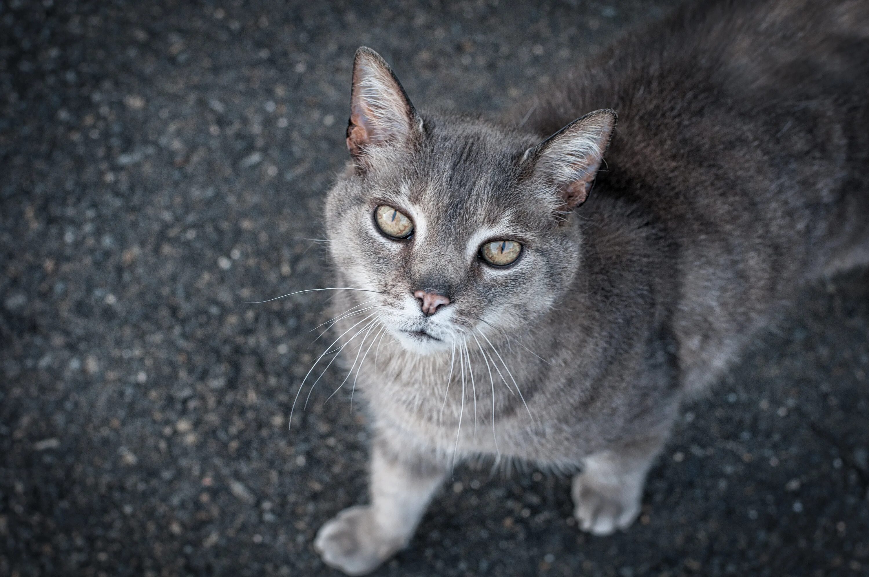 Покажи фото серых котов Free Images : pet, kitten, fauna, whiskers, vertebrate, tabby cat, grey cat, eur