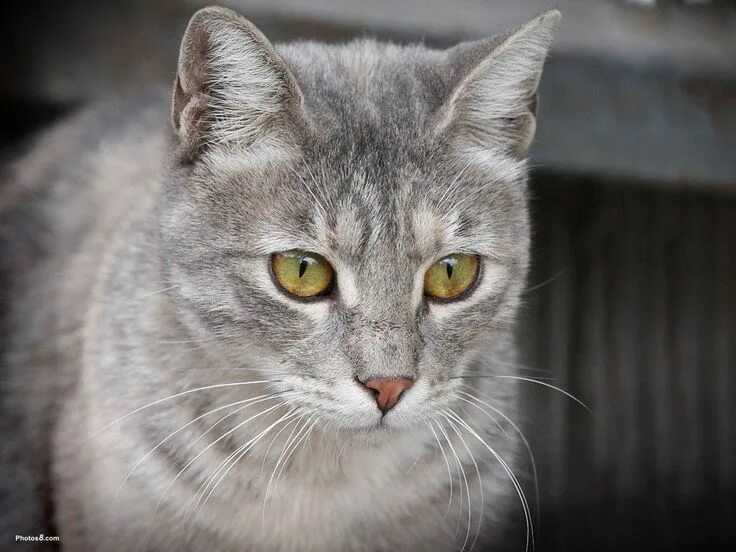 Покажи фото серых котов Featherpaw Cat allergies, Grey cats, Grey cat breeds