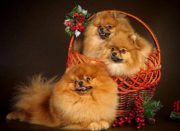 Покажи фото шпицов Pin em ANIMALS (Pomeranians Only!) Estampas