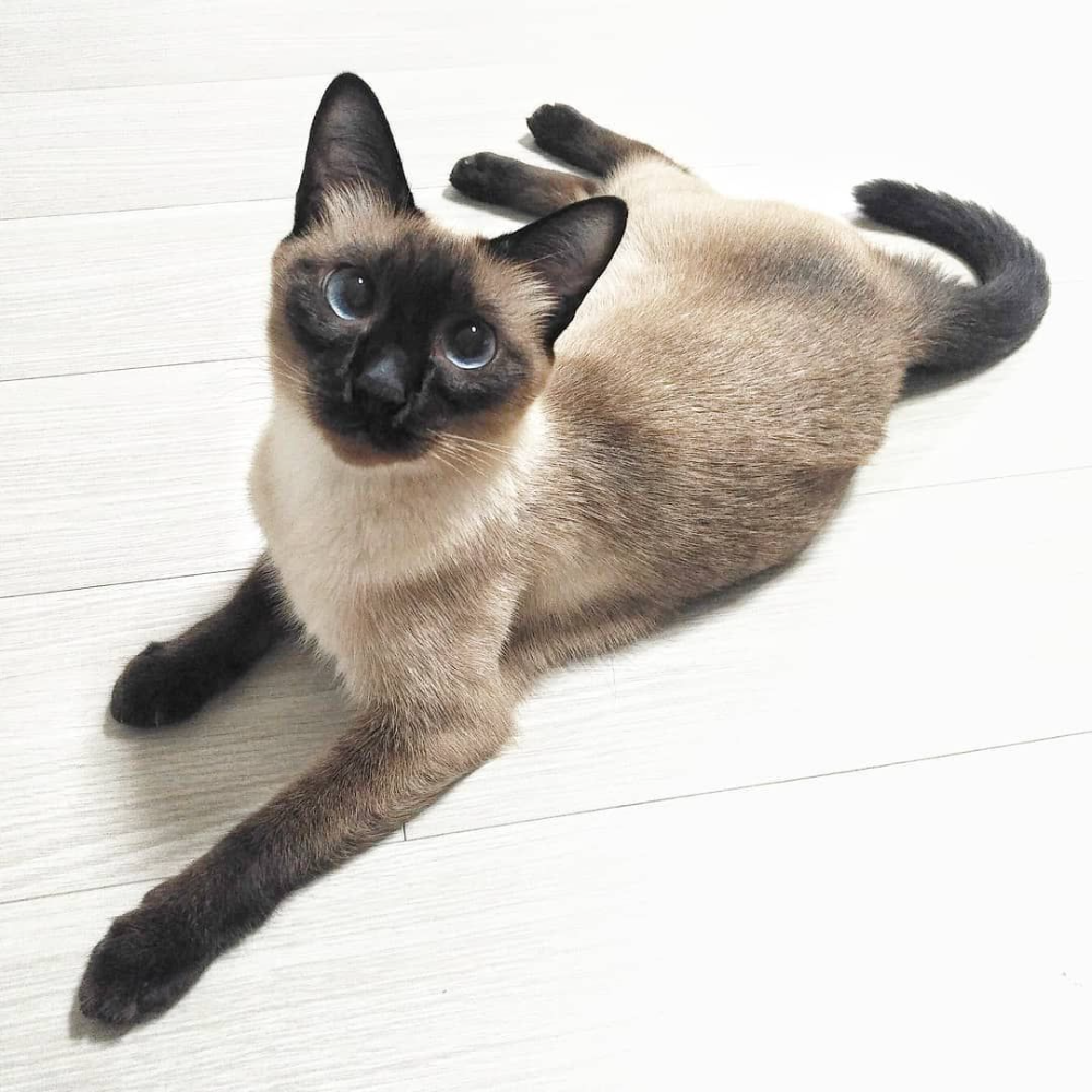 Покажи фото сиамского кота The Most Popular Cat Breeds For Your Family - A Guide Cat breeds siamese, Cat br