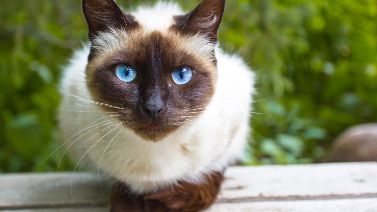 Покажи фото сиамской кошки Cat's Sweet Way of Grieving Dog Sister Who Passed Will Have Anyone in Tears