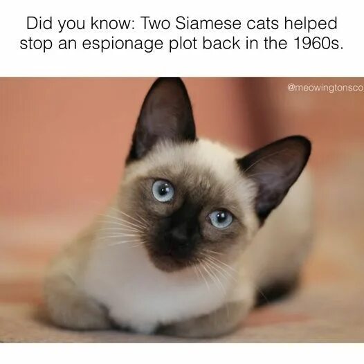 Покажи фото сиамской кошки 9 Fascinating Facts About Siamese Cats in 2024 Siamese cats, Cats, Siamese