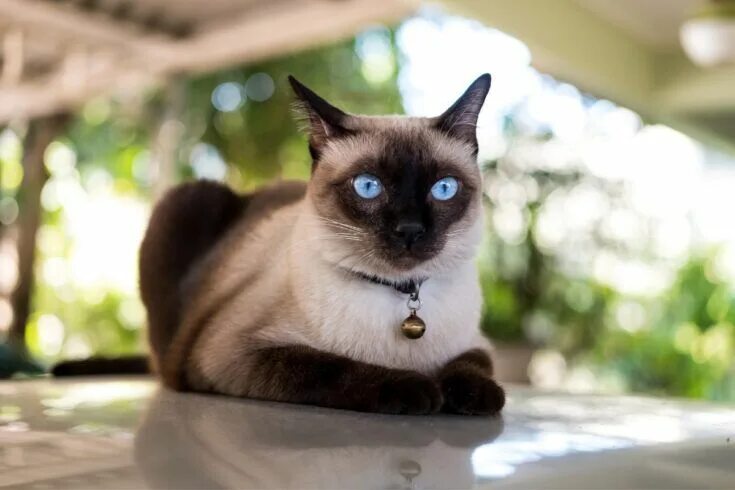 Покажи фото сиамской кошки Ultimate Guide to Siamese Cats (2022) in 2022 Cat breeds, Siamese cats, Beautifu