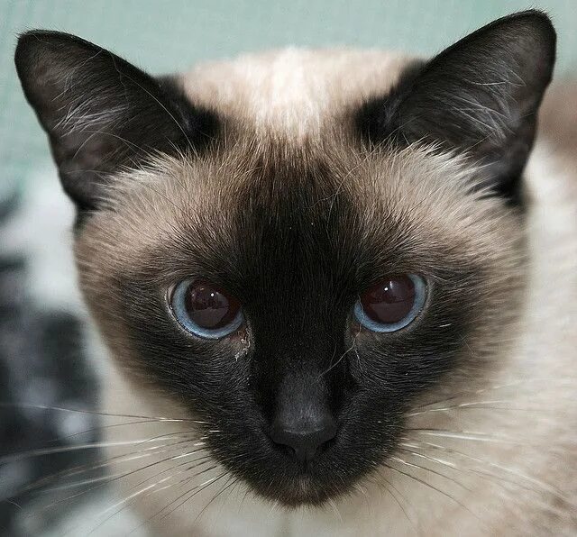 Покажи фото сиамской кошки Siamese cat Cats, Pets cats, Siamese cats