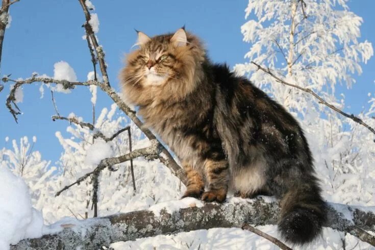 Покажи фото сибирского кота Сибирский красавец Amur Ezra. Siberian forest cat, Norwegian forest cat, Siberia