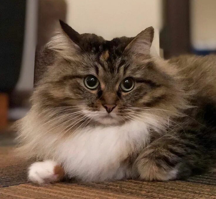 Покажи фото сибирского кота Toby- Female Siberian cat - Siberian cat - Wikipedia Siberian cat, Cat breeds, C