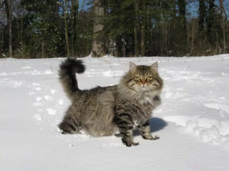 Покажи фото сибирского кота SIBERIAN BREED Siberian forest cat, Siberian cat, Forest cat