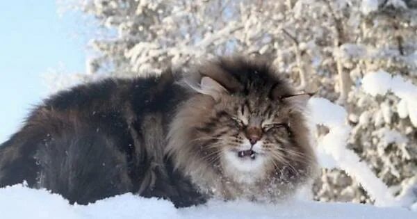 Покажи фото сибирского кота Russian bear cat - Imgur