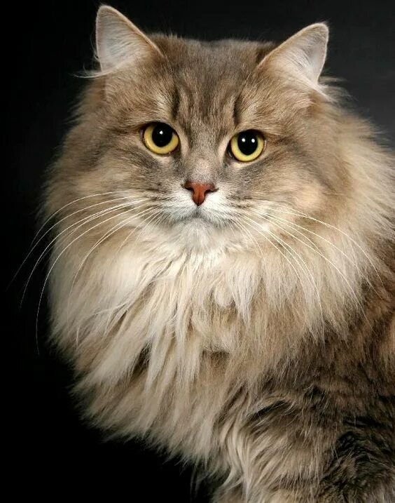 Покажи фото сибирской кошки Сибирские кошки (описание, уход). 30 фото Siberian cat, Beautiful cats, Siberian