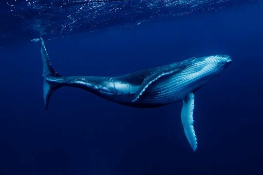 Покажи фото синего кита Blue Whale Underwater Зображення - огляд 106,622 Стокові фото, векторні зображен