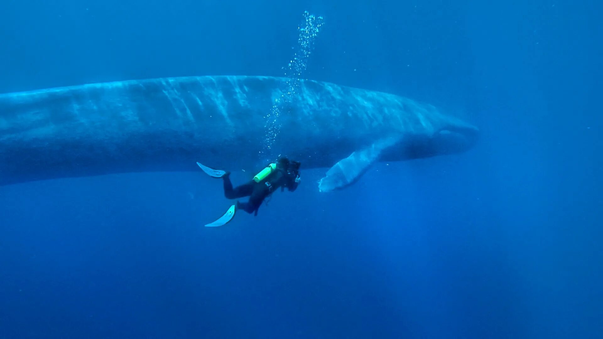 Покажи фото синего кита Rare Footage Of Blue Whales Feeding Captured Whale, Blue whale, Mammals