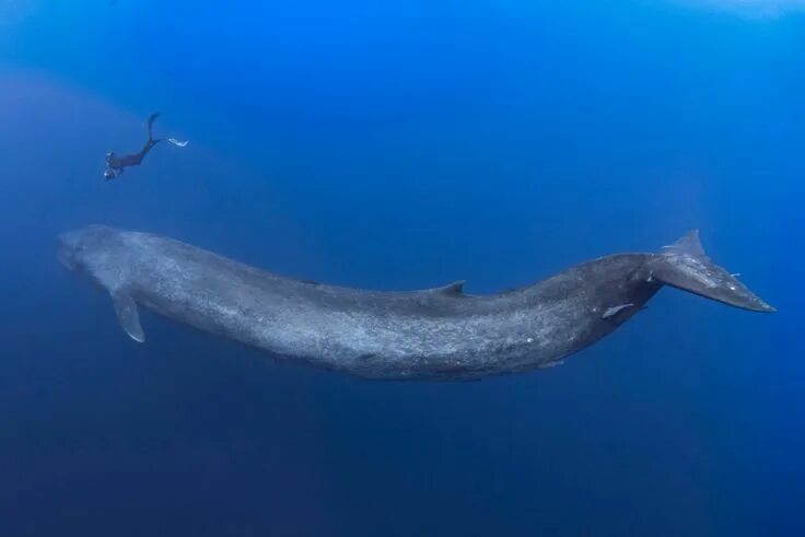 Покажи фото синего кита Diver's close encounter with 100ft blue whale is captured in stunning photos Wal