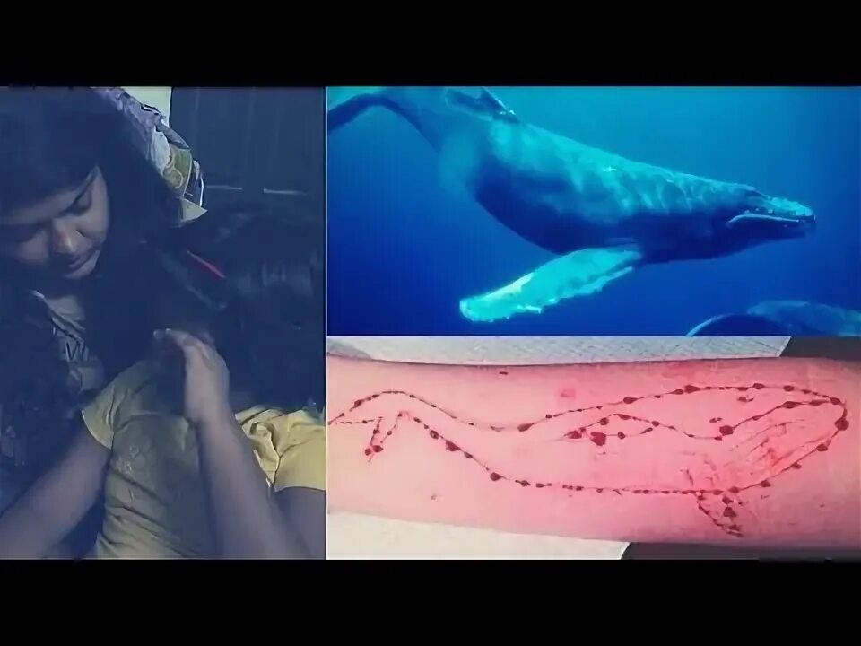 Покажи фото синего кита ভয়ানক সেই নীল তিমি( Blue Whale)খেলোয়ার সরাসরি সামনে আসে যা বললো. - YouTube