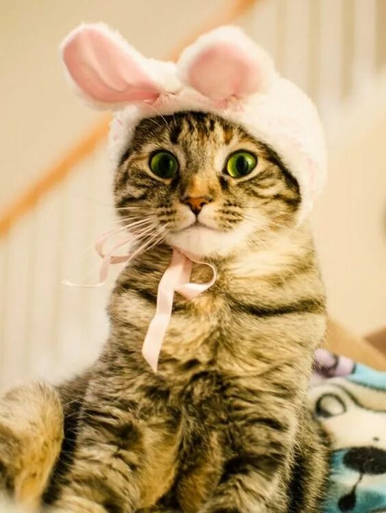 Покажи фото смешных котиков Easter Safety For Cat Parents: Follow These 8 Tips To Keep Cats Safe! - CatTime 