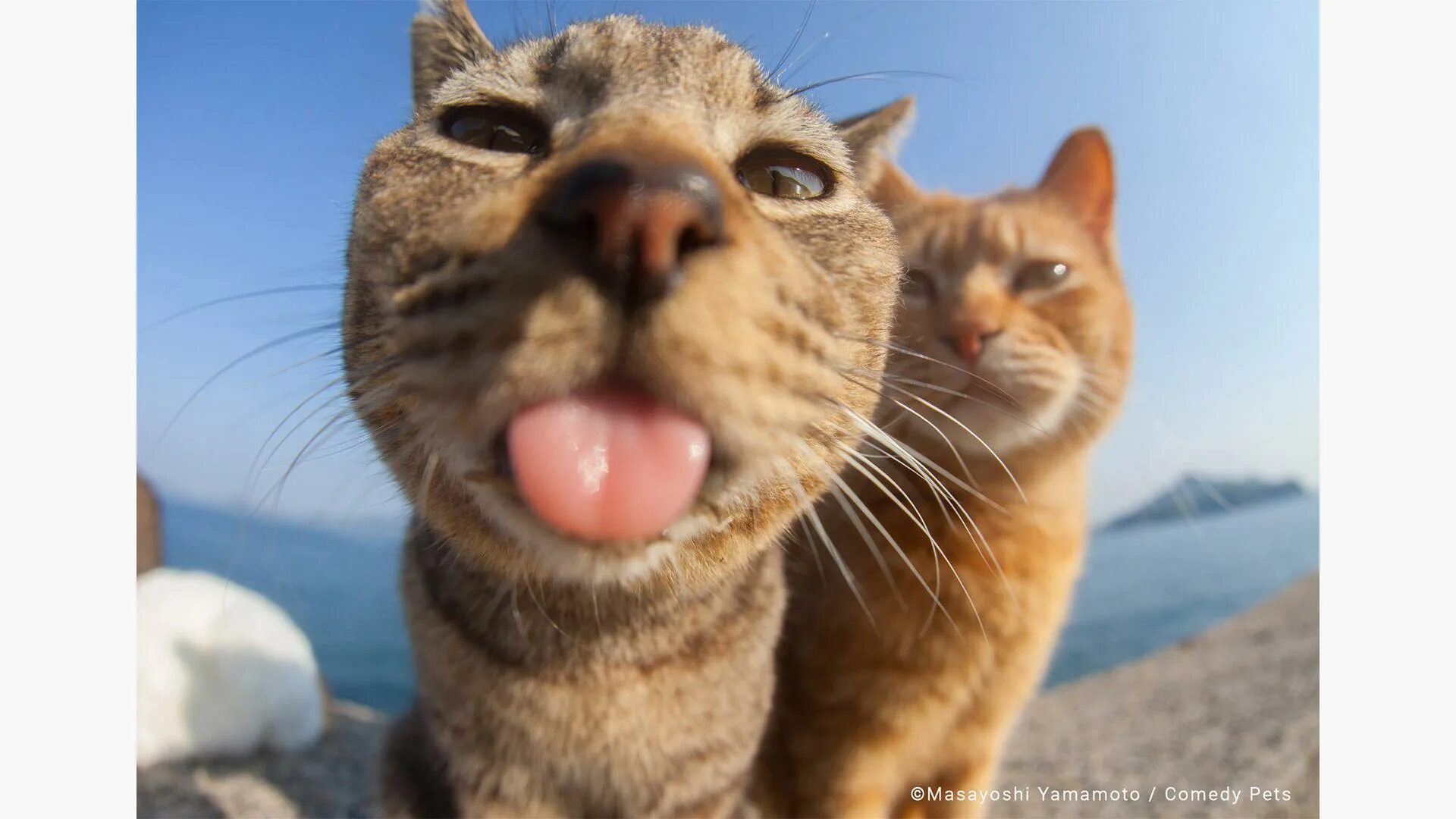 Покажи фото смешных котов Посмотрите на фотографии самых забавных животных. Они заставят улыбнуться РБК Li