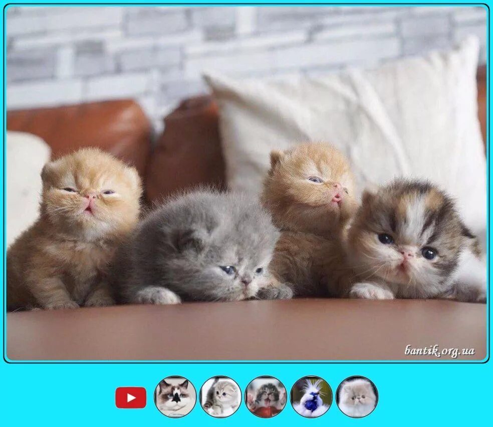 Покажи фото смешных котят Funny kittens and nice fish Мы веселые котята наши спинки полосаты bantik.org.ua