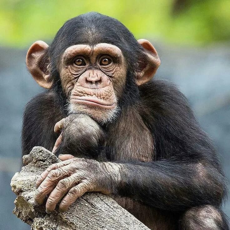 Покажи фото смешных обезьян Pin on Monos Chimpanzee, Animals, Monkeys funny