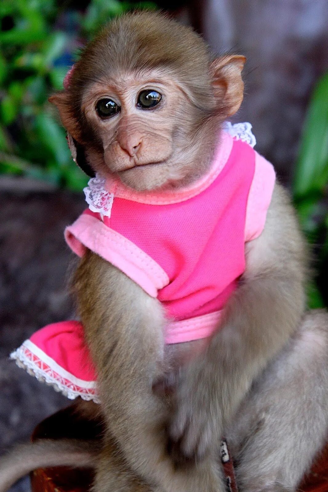 Покажи фото смешных обезьян Baby macaque rhesus 6 months Very beautiful, handmade, brought up, Acquisition i