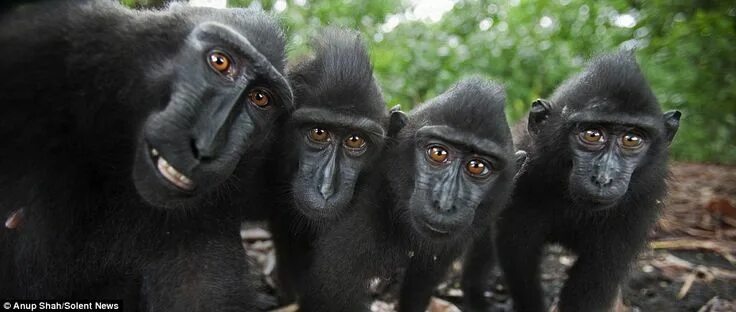 Покажи фото смешных обезьян Macaques show why they are happiest creatures in the animal kingdom Baby cats, C