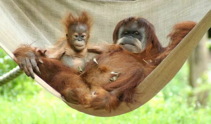 Покажи фото смешных животных Pongo The Baby Orangutan Had A Great First Year Of Life Orangutan, Atlanta zoo, 