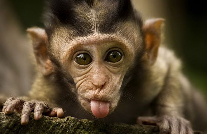 Покажи фото смешных животных 20 Cute And Hilarious Animals With Their Tongues Sticking Out Monkeys funny, Cut