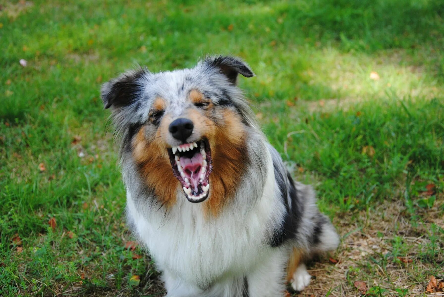 Покажи фото собак The angry dog breed sheltie Dogs, Sheltie, Angry dog