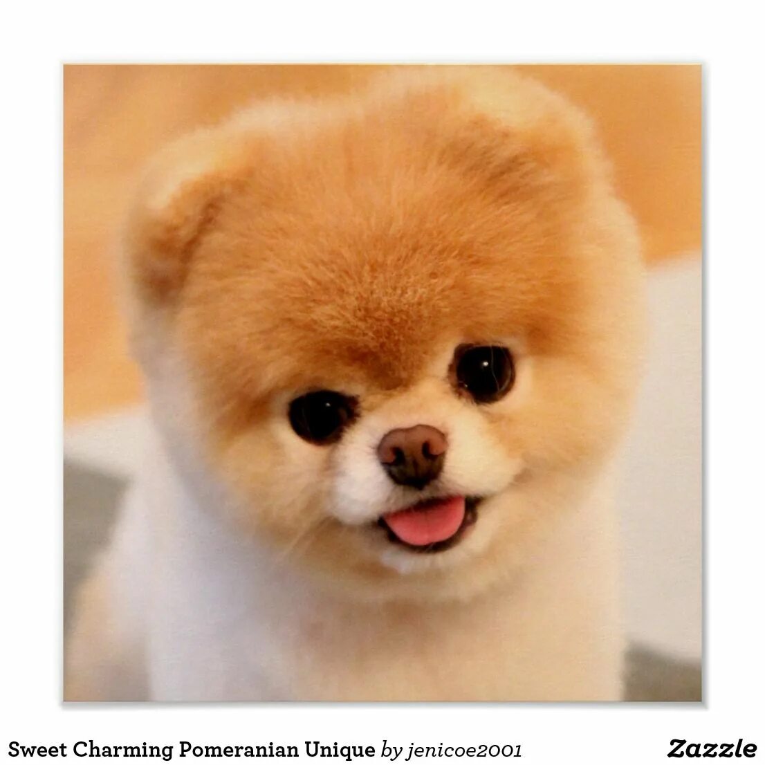 Покажи фото собак Sweet Charming Pomeranian Unique Poster Zazzle Mascotas bonitas, Animales, Perro