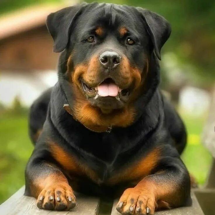 Покажи фото собак Rottweiler Please follow for nice content. @rottweiler_elit ... Rottweiler, Rott