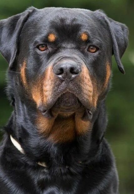 Покажи фото собак Pin by Dixie Wright Arant on Rotties Rottweiler dog, Rottweiler pictures, Dog an