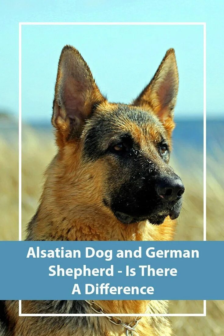 Покажи фото собаки овчарки The Alsatian Dog - Is This A Real Breed? Alsatian dog, Dog care, Dog quotes