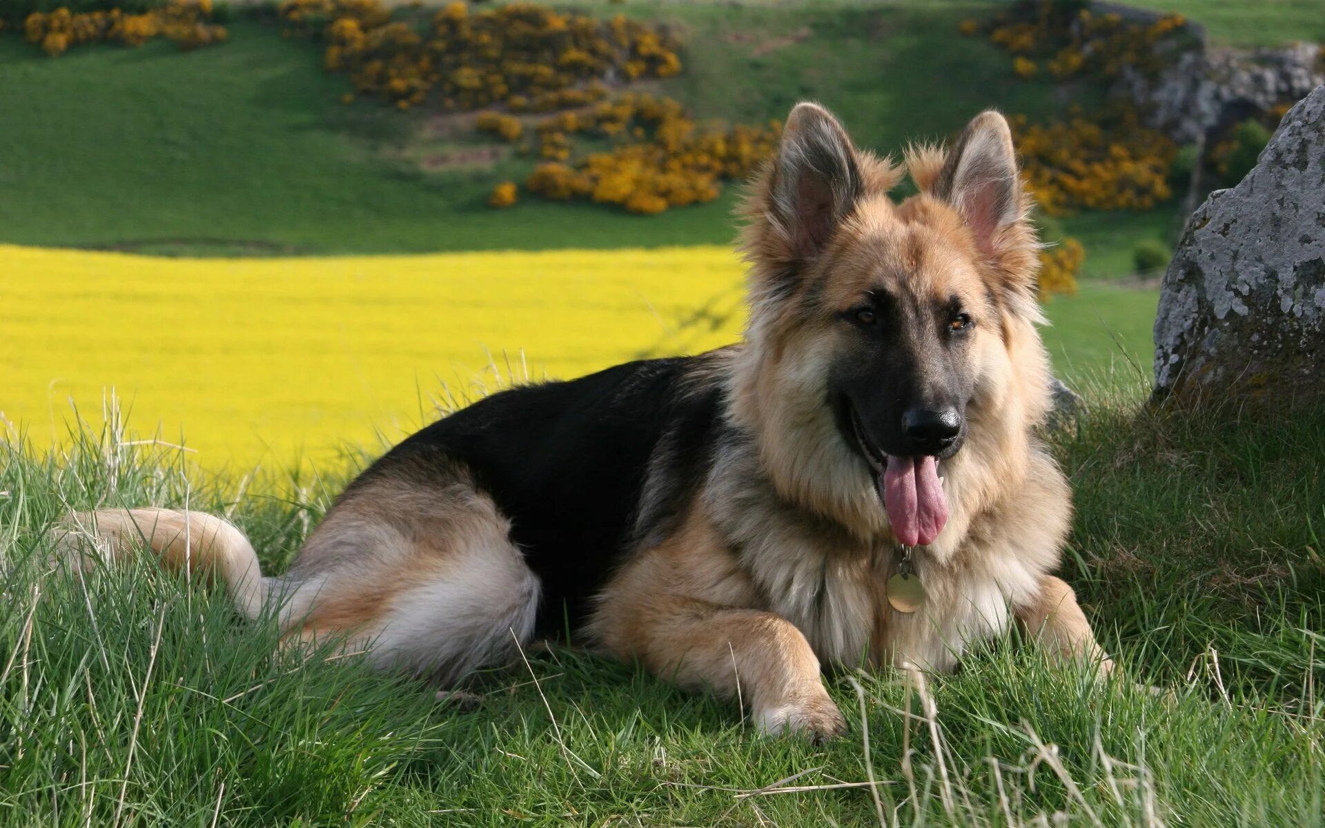 Покажи фото собаки овчарки Alman Çoban Köpeğinin (German Shepherd Dog) Bakımı ve Temel Özellikleri http://w