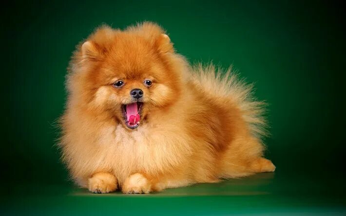 Покажи фото собаки породы шпиц Download wallpapers spitz, 4k, ginger pomeranian, puppies, dogs, pomeranian, cut