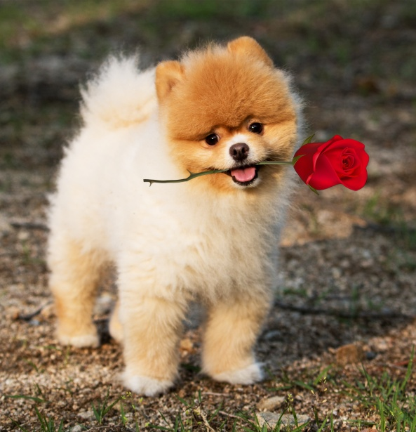 Покажи фото собаки шпиц Dog Pomeranian Rose Mouth Free Stock ... Cute dogs images, Cute dog names boy, D