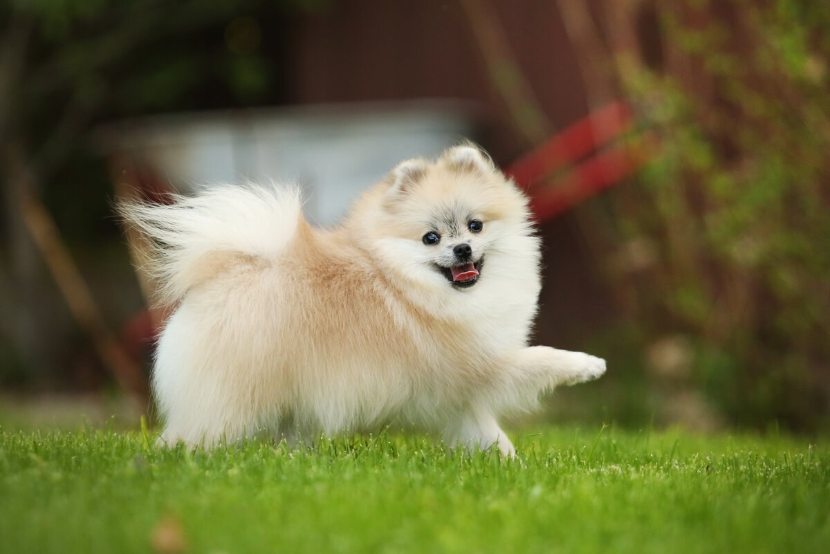 Покажи фото собаки шпиц Померанский шпиц DOG-ПРОФИ Дзен