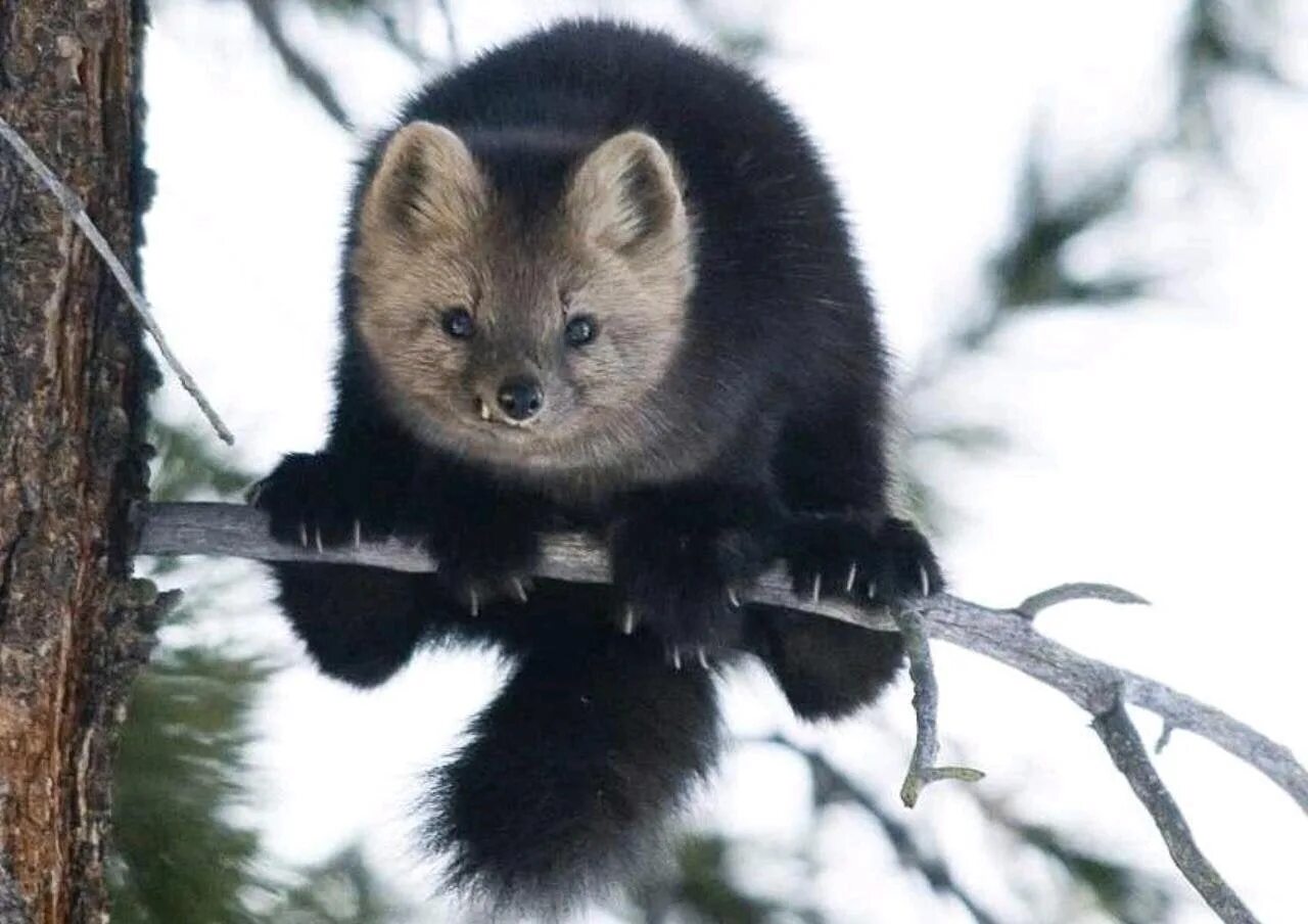 Покажи фото соболя Barguzin sable, a very agile and nimble animal. Due to the unique structure of t