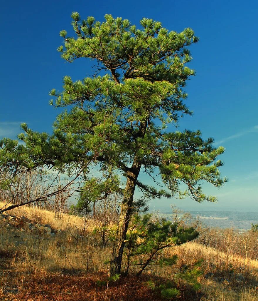 Покажи фото сосны Pitch Pine Pinus rigida along the Appalachian Trail at the. Flickr