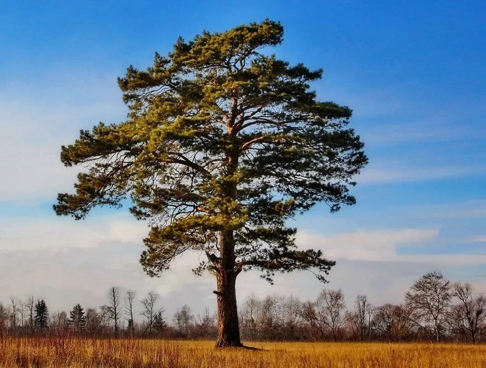 Покажи фото сосны Сосна MAGIC FOREST Сосна - купить по выгодным ценам в интернет-магазине OZON (73