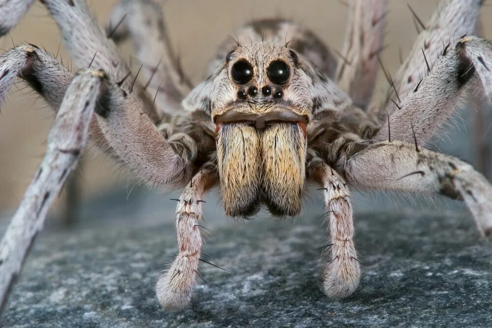 Покажи фото страшных пауков Wolf Spiders: Bites, Babies & Other Facts Wolf spider, Ugly animals, Spider face