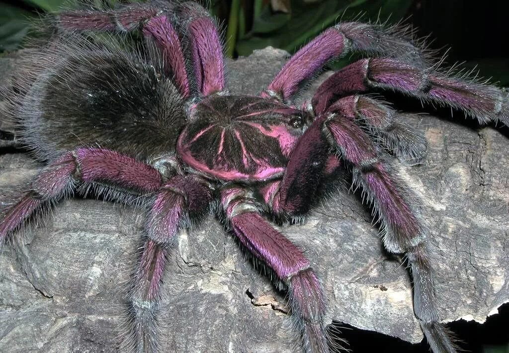 Покажи фото страшных пауков Is this real or fake? Pet spider, Pet tarantula, Tarantula