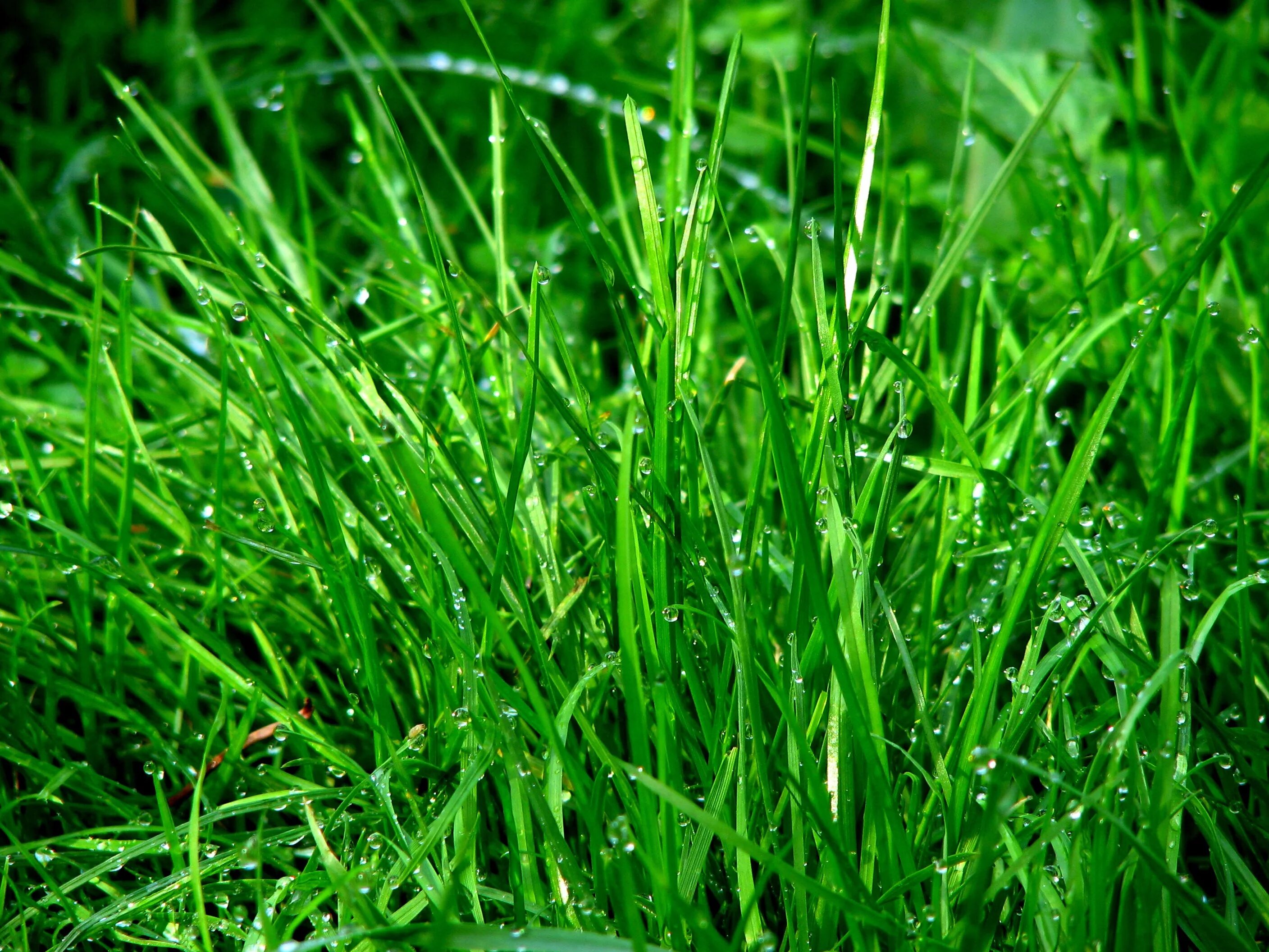 Покажи фото травы Free Images : dew, ground, lawn, meadow, leaf, flower, wet, moss, green, soil, a