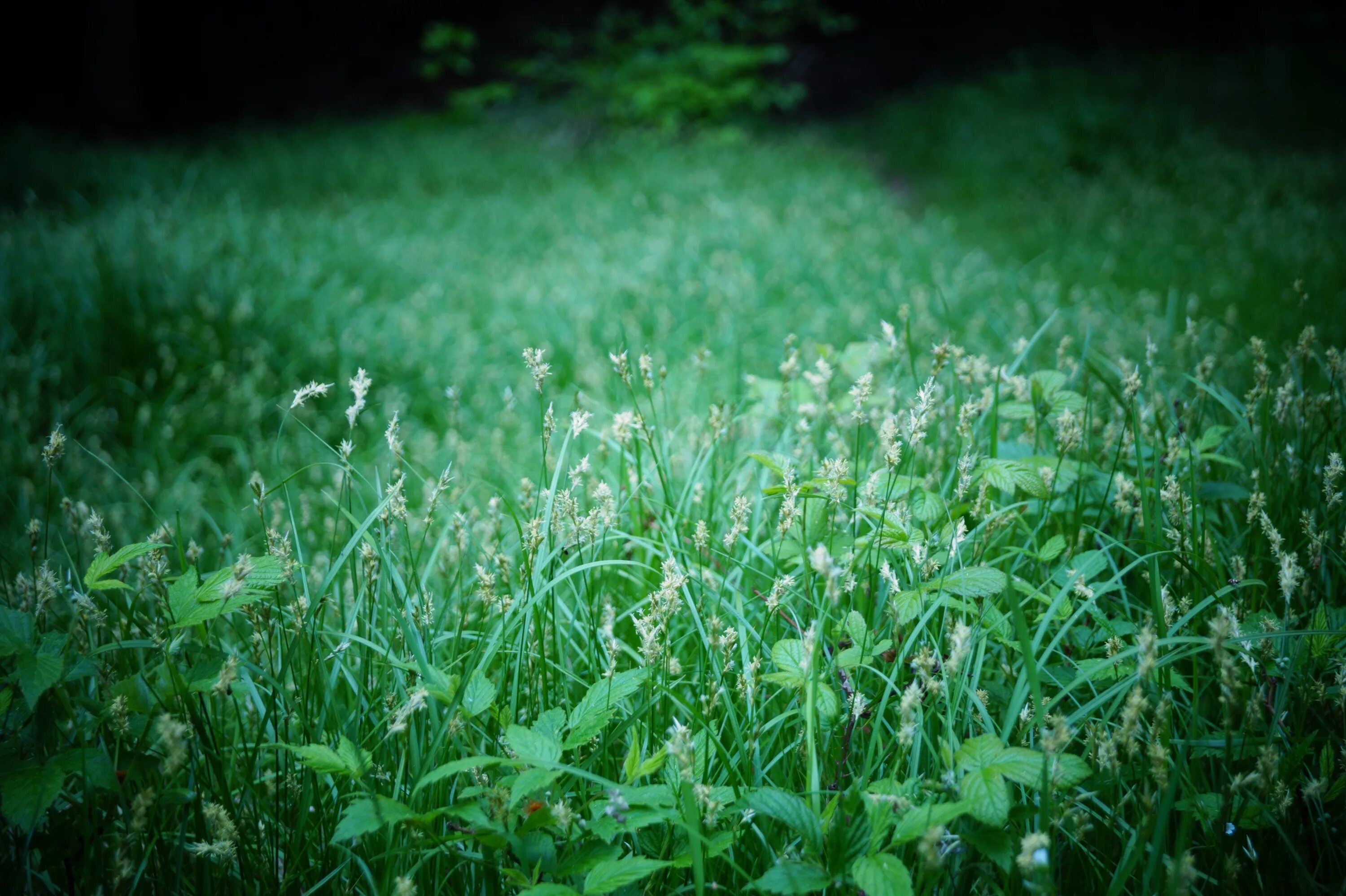 Покажи фото травы Free Images : nature, forest, plant, field, lawn, meadow, sunlight, leaf, flower