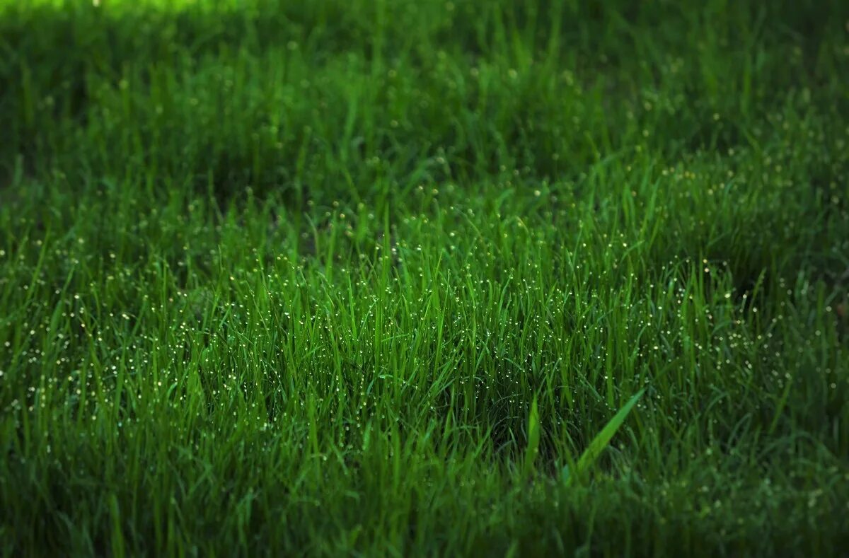 Покажи фото травы Free Images : water, nature, outdoor, dew, lawn, meadow, prairie, morning, flowe