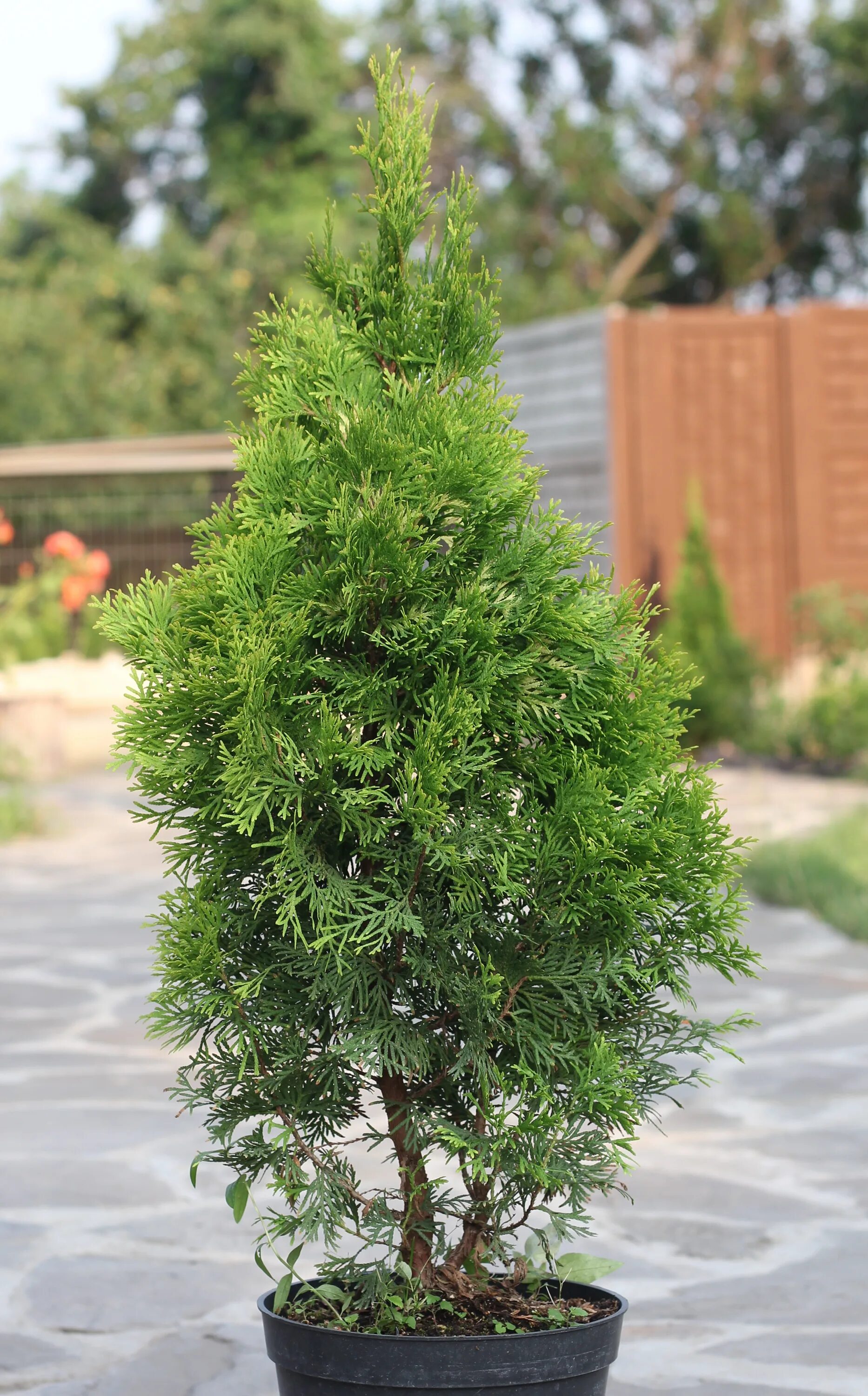 Покажи фото туи Туя западная Янтарь Thuja occidentalis Jantar Питомник Тайга