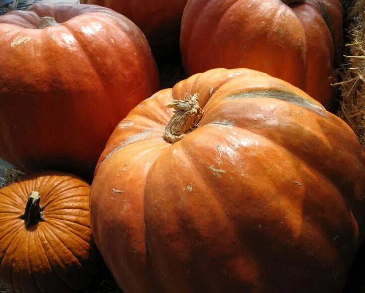 Покажи фото тыквы En octubre comienza la temporada de la calabaza. Las fruteríasse llenan de esta 