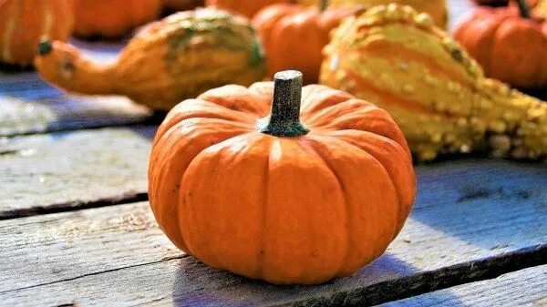 Покажи фото тыквы How to Use Halloween to Increase Email Opens Pumpkin, Pumpkin recipes, Fall reci