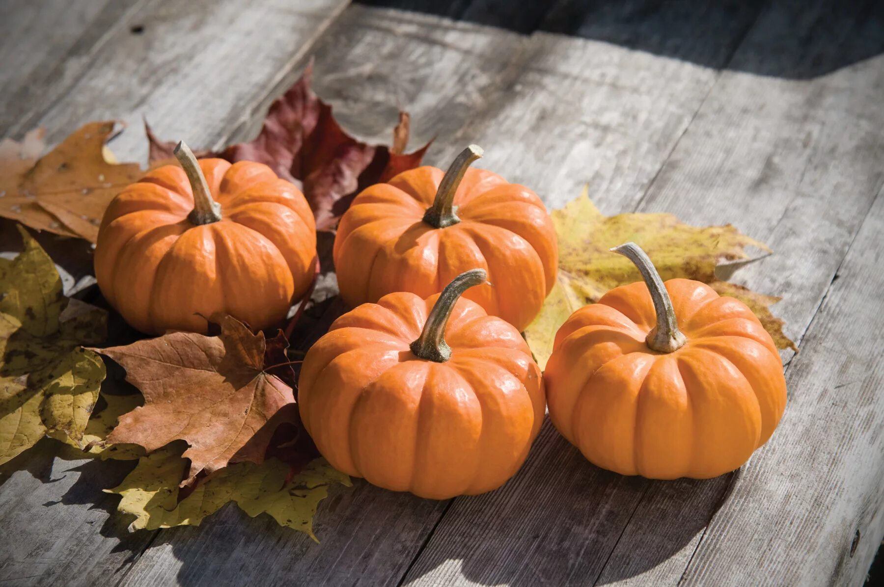 Покажи фото тыквы Pumpkin Shaped Squash