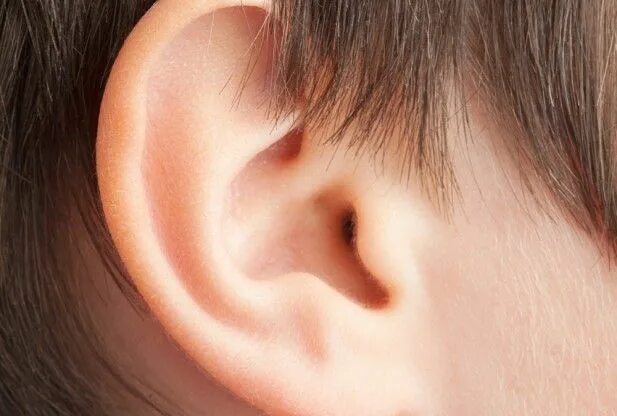 Покажи фото уха Ear infections are generally from due to Kapha. Much of the inner ear is fluid f