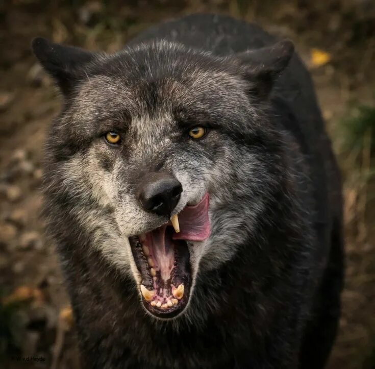 Покажи фото ужасного волка Pin by Николай Александрович on ВОЛКИ. Wolf husky, Wolf dog, Black wolf