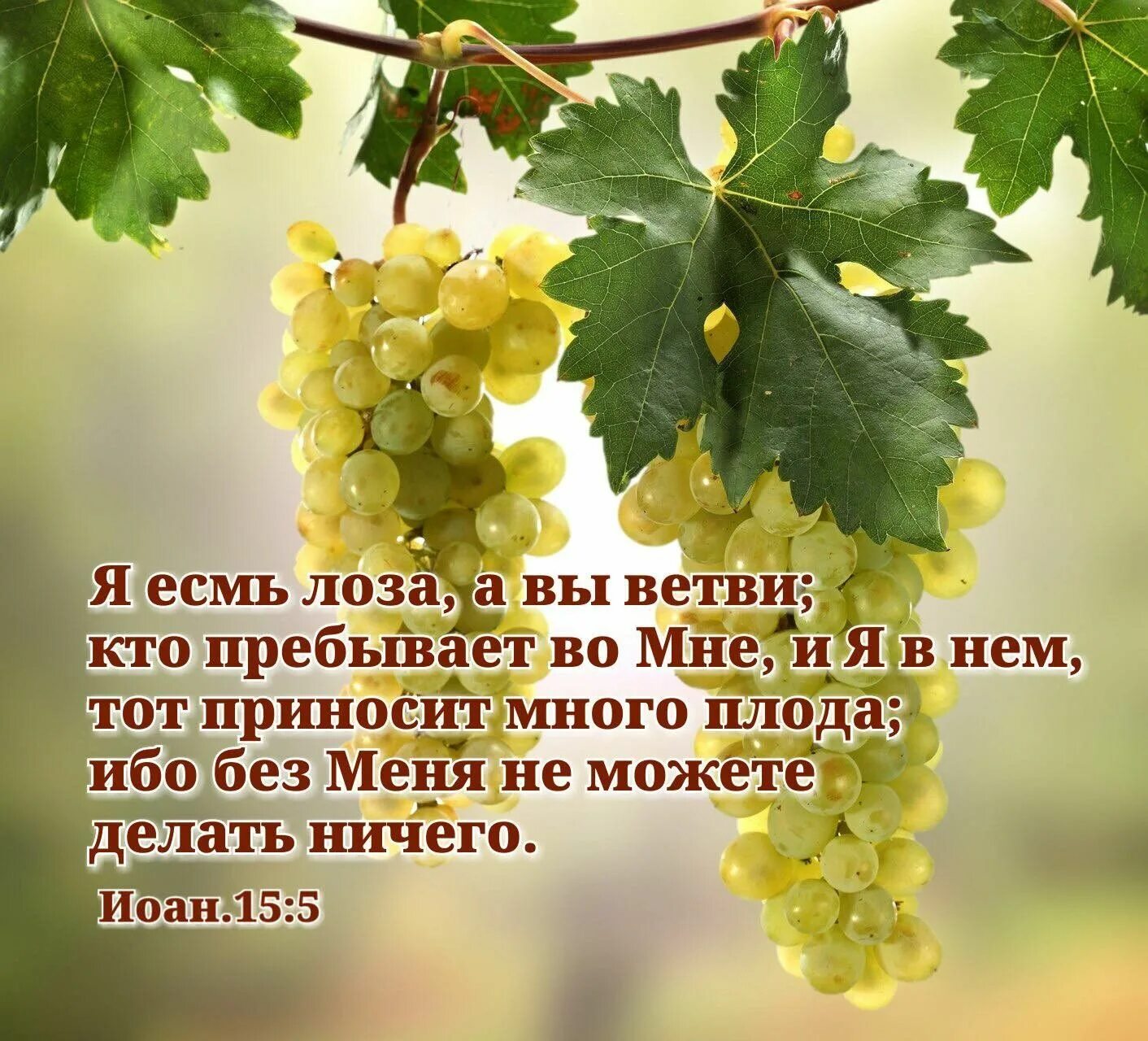 Покажи фото винограда Pin on Библейские стихи Words of wisdom, Words, Wisdom